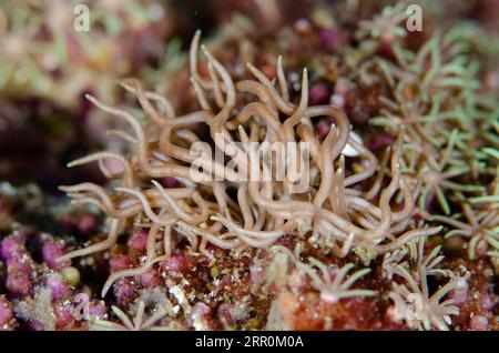 Briareum Phyllodesmium Nudibranch, Phyllodesmium briareum, Gorango Mini Diving Site, WEDA, Halmahera, North Maluku, Indonesia, Halmahera Sea Foto Stock