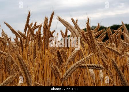 Weizenähren auf einem Feld mit Wald im Hintergrund Foto Stock