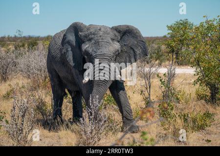 Toro elefante in Namibia Foto Stock