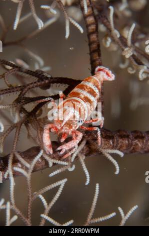 Basket Star Shrimp, Lipkemenes lanipes, in Giant Basket Star, Astroboa nuda, sito di immersione Tanjung Uli, immersione notturna, WEDA, Halmahera, North Maluku, indonesiani Foto Stock