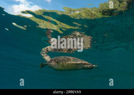 Hawksbill Turtle, Eretmochelys imbricata, classificato come pericolo critico, all'aria respirabile in superficie, sito di immersione di Cape Kri, stretto di Dampier, Raja Ampa Foto Stock