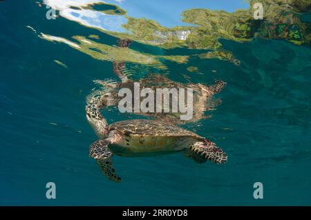 Hawksbill Turtle, Eretmochelys imbricata, classificato come pericolo critico, all'aria respirabile in superficie, sito di immersione di Cape Kri, stretto di Dampier, Raja Ampa Foto Stock
