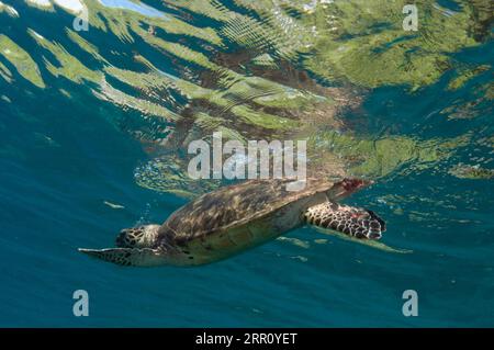 Tartaruga Hawksbill, Eretmochelys imbricata, classificata come pericolo critico, che scende dalla superficie dopo aver respirato aria, sito di immersione di Cape Kri, Dampie Foto Stock