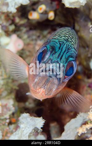 Shadowfin Soldierfish, Myripristis adusta, Sardine Reef, Dampier Strait, Raja Ampat, West Papua, Indonesia Foto Stock