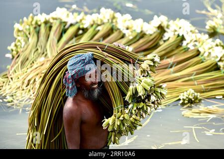 200831 -- PECHINO, 31 agosto 2020 -- Un abitante del villaggio porta gigli d'acqua raccolti sulla spalla a Munshiganj, Bangladesh, 29 agosto 2020. XINHUA FOTO DEL GIORNO Salim PUBLICATIONxNOTxINxCHN Foto Stock