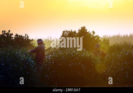 200831 -- PECHINO, 31 agosto 2020 -- le persone raccolgono fiori di gelsomino in un villaggio nella provincia di Gharbiya, Egitto, il 29 agosto 2020. XINHUA FOTO DEL GIORNO AhmedxGomaa PUBLICATIONxNOTxINxCHN Foto Stock