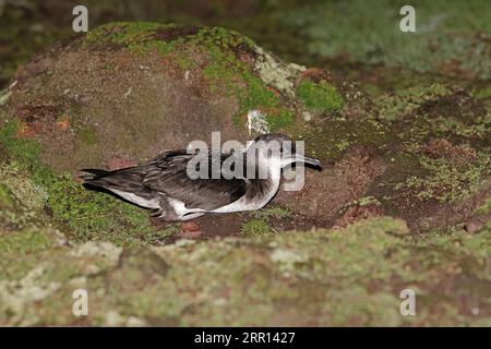 Manx Shearwater a terra di notte a Skokholm Pembrokeshire galles Foto Stock