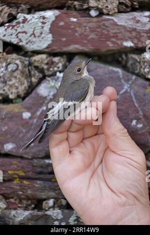 Giovane Pied Flycatcher in mano dopo aver suonato su Skokholm Pembrokeshire galles Foto Stock