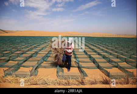 200911 -- PECHINO, 11 settembre 2020 -- Un operaio che controlla la desertificazione fa barriere a scacchi di paglia nel deserto del Tengger lungo il cantiere della sezione Qingtongxia-Zhongwei dell'autostrada Wuhai-Maqin nel nord-ovest della Cina, nella regione autonoma di Ningxia Hui, 7 settembre 2020. La sezione Qingtongxia-Zhongwei dell'autostrada Wuhai-Maqin è in costruzione, di cui una sezione lunga 18 chilometri che attraversa il deserto del Tengger è la prima autostrada del deserto a Ningxia. XINHUA FOTO DEL GIORNO FengxKaihua PUBLICATIONxNOTxINxCHN Foto Stock