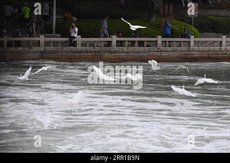 200911 -- FUZHOU, 11 settembre 2020 -- gli Egrets volano sopra il lago Yundang a Xiamen, provincia del Fujian della Cina sud-orientale, 9 settembre 2020. Grazie ai continui sforzi di protezione ecologica, il lago Yundang è stato convertito da lago inquinato a punto di riferimento della città. CHINA-FUJIAN-XIAMEN-YUNDANG LAKE-ENVIRONMENT CN JIANGXKEHONG PUBLICATIONXNOTXINXCHN Foto Stock
