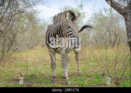 Plains Zebra (Equus quagga) in piedi a savanna da vicino, Kruger National Park, Mpumalanga, Sudafrica. Foto Stock