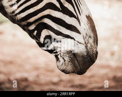 Vista laterale ravvicinata della museruola zebra con rivestimento a righe bianche e nere Foto Stock