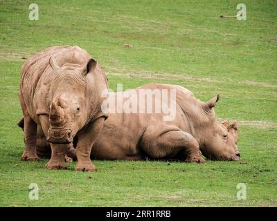 Grandi rinoceronti che si rilassano sul verde prato del parco nazionale nelle soleggiate giornate estive Foto Stock