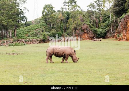 Vista laterale dei rinoceronti che pascolano sul pascolo con lussureggianti alberi verdi in savana durante il giorno Foto Stock