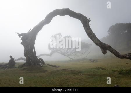 Pittoresca vista del magico tronco dell'albero con arco mentre ti trovi nella prateria della foresta Fanal dell'isola di Madeira in Portogallo al mattino, nebbia sfocata Foto Stock