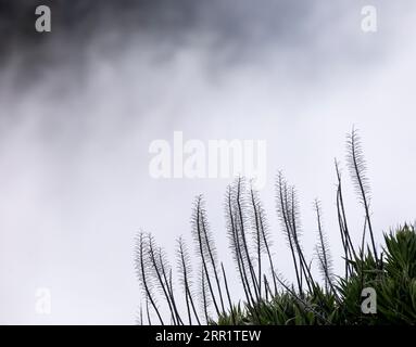 Dal basso erbacce sottili e fiori d'erba di piante verdi che crescono sotto il cielo blu nuvoloso nella foresta Fanal dell'isola di Madeira in Portogallo alla luce del giorno Foto Stock