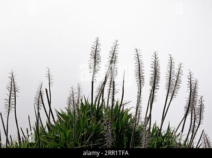 Dal basso erbacce sottili e fiori d'erba di piante verdi che crescono sotto il cielo blu nuvoloso nella foresta Fanal dell'isola di Madeira in Portogallo alla luce del giorno Foto Stock