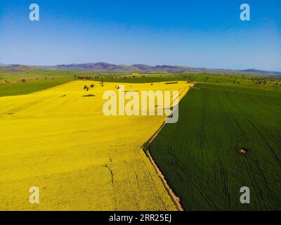 201003 -- CANBERRA, 3 ottobre 2020 -- foto aerea scattata il 2 ottobre 2020 mostra la vista di un campo di canola fuori Canberra, capitale dell'Australia. Foto di /Xinhua AUSTRALIA-CANBERRA-CANOLA FIELD LiuxChangchang PUBLICATIONxNOTxINxCHN Foto Stock