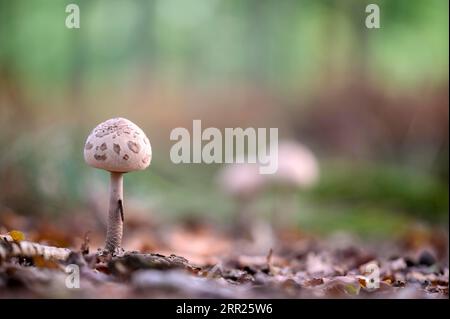 Funghi indeterminati, Diersfordter Wald, Wesel, Renania settentrionale-Vestfalia, Germania Foto Stock