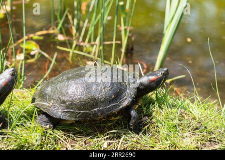 Tartaruga decorata dalla guance rossa (Trachemys scripta elegans), Stadtpark Lahr, Baden-Wuerttemberg, Germania Foto Stock