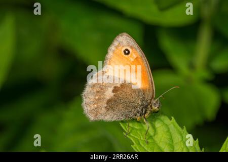 Piccola farfalla di fieno (Coenonympha pamphilus) che prende il sole su una foglia di ortica, Baden-Wuerttemberg, Germania Foto Stock
