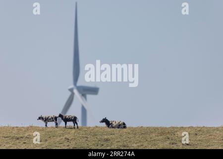 Pecore in piedi su una diga vicino al mare di fronte a una turbina eolica per l'energia eolica, Breskens, Sluis, Zeeuws Vlaanderen, Zeeland, paesi Bassi Foto Stock