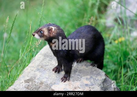 Puzzola europea (Mustela putorius), adulto, allerta, su rocce, Surrey, Inghilterra, Gran Bretagna Foto Stock