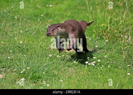 Lontra europea (Lutra lutra), adulta, a terra, in prato, corsa, salto, corsa, Surrey, Inghilterra, Gran Bretagna Foto Stock
