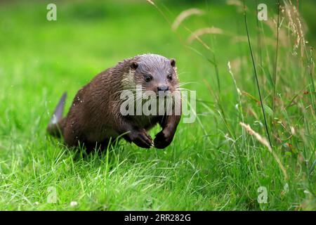 Lontra europea (Lutra lutra), adulta, a terra, in prato, corsa, salto, corsa, Surrey, Inghilterra, Gran Bretagna Foto Stock