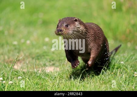 Lontra europea (Lutra lutra), adulta, a terra, in prato, corsa, salto, corsa, Surrey, Inghilterra, Gran Bretagna Foto Stock
