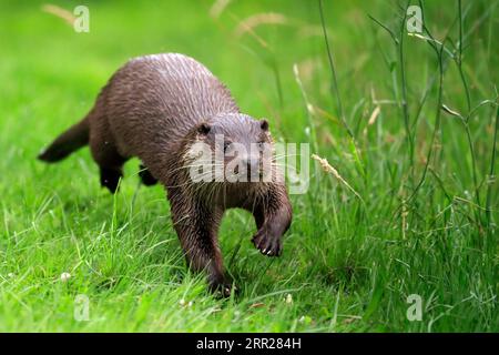Lontra europea (Lutra lutra), adulta, a terra, in prato, corsa, salto, corsa, Surrey, Inghilterra, Gran Bretagna Foto Stock