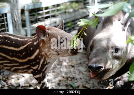 Bilder des Jahres 2020, Entertainment 10 Oktober Entertainment Themen der Woche KW41 Entertainment Bilder des Tages 201010 -- PECHINO, 10 ottobre 2020 -- Un tapir sudamericano femminile è visto con il suo cucciolo nello zoo di Shanghai, nella Cina orientale a Shanghai, 9 ottobre 2020. Il piccolo tapir è nato l'8 settembre nello zoo. XINHUA FOTO DEL GIORNO ZhangxJiansong PUBLICATIONxNOTxINxCHN Foto Stock