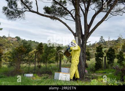 201011 -- PECHINO, 11 ottobre 2020 -- Un apicoltore esamina un alveare nei sobborghi di Auckland, nuova Zelanda, il 9 ottobre 2020. Mentre la primavera si avvicina all'emisfero meridionale, gli apicoltori si stanno impegnando per la nuova stagione di raccolta del miele in nuova Zelanda. XINHUA FOTO DEL GIORNO GuoxLei PUBLICATIONxNOTxINxCHN Foto Stock