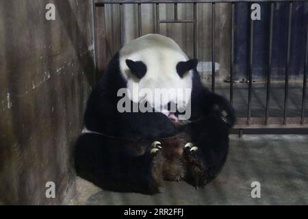 201011 -- XI AN, 11 ottobre 2020 -- panda gigante Zhu Zhu rimane con un cucciolo di panda neonato al centro di allevamento e ricerca Qinling per il panda gigante nella provincia dello Shaanxi della Cina nord-occidentale, 11 ottobre 2020. Un cucciolo di panda maschio del peso di 167 grammi è nato domenica mattina presso il centro di ricerca, secondo una fonte del centro. Il panda gigante Zhu Zhu ha dato alla luce questo cucciolo al centro alle 9:31. E' il quarto panda gigante nato al centro quest'anno. Alla fine di maggio, Zhu Zhu, nato nel 2000, si è accoppiato naturalmente, e la sua gravidanza è durata 134 giorni, secondo la fonte del centro. Zhu Zhu ha dato il bi Foto Stock