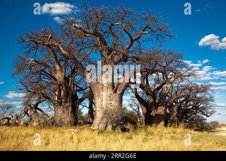 Gruppo di alberi con baobab africano molto antico (Adansonia digitata), Baines Baobabs, Nxai Pan National Park, Botswana Foto Stock