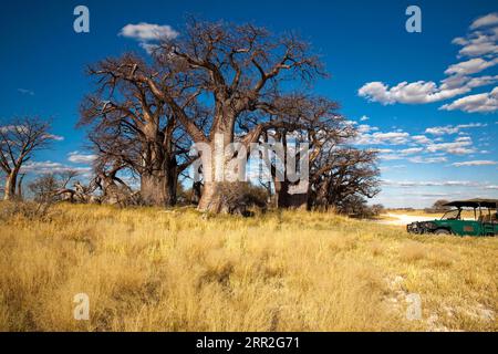 Gruppo di alberi con baobab africano molto antico (Adansonia digitata), Baines Baobabs, Nxai Pan National Park, Botswana Foto Stock