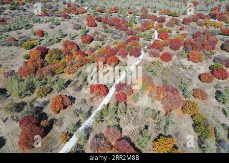 201014 -- TONGLIAO, 14 ottobre 2020 -- foto aerea scattata il 14 ottobre 2020 mostra una vista in un parco forestale con alberi di acero nell'ala sinistra di Horqin bandiera posteriore della regione autonoma della Mongolia interna della Cina settentrionale. CINA-MONGOLIA-VEDUTE AUTUNNALI CN LIXZHIPENG PUBLICATIONXNOTXINXCHN Foto Stock
