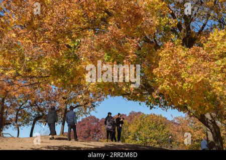 201014 -- TONGLIAO, 14 ottobre 2020 -- i visitatori vedono gli aceri in un parco forestale a Horqin, ala sinistra, bandiera posteriore della regione autonoma della Mongolia interna della Cina del nord, 14 ottobre 2020. CINA-MONGOLIA-VEDUTE AUTUNNALI CN LIXZHIPENG PUBLICATIONXNOTXINXCHN Foto Stock
