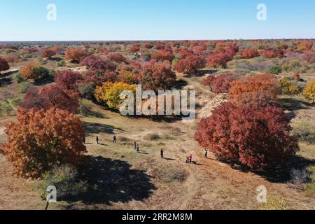 201014 -- TONGLIAO, 14 ottobre 2020 -- foto aerea scattata il 14 ottobre 2020 mostra i visitatori che osservano gli alberi di acero in un parco forestale a Horqin, ala sinistra, bandiera posteriore della regione autonoma della Mongolia interna della Cina settentrionale. CINA-MONGOLIA-VEDUTE AUTUNNALI CN LIXZHIPENG PUBLICATIONXNOTXINXCHN Foto Stock