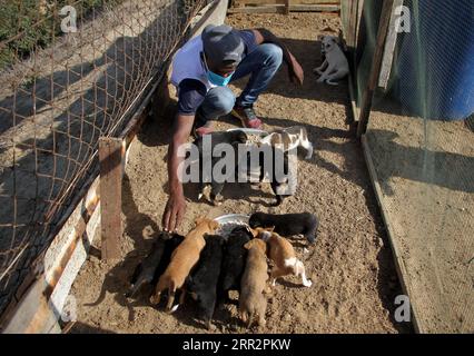 201016 -- GAZA, 16 ottobre 2020 -- Un palestinese nutre cani randagi alla Sulala Society for Training and Caring for Animals nel quartiere di al-Zahra, a sud di Gaza, 15 ottobre 2020. Foto di /Xinhua MIDEAST-GAZA-DOGS RizekxAbdeljawad PUBLICATIONxNOTxINxCHN Foto Stock