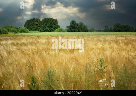 Campo d'orzo dorato e cielo nuvoloso, giorno di giugno nella Polonia orientale Foto Stock