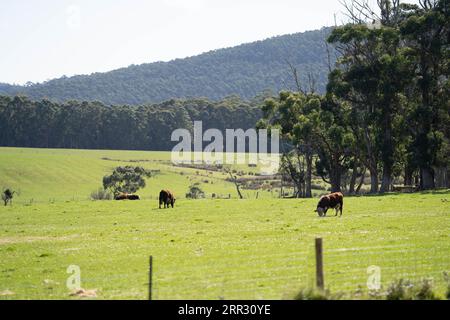 Toro di Hereford in un campo su erba verde in primavera Foto Stock