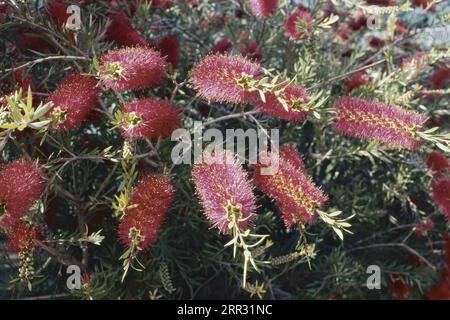 Grande arbusto di pennello da bottiglia scarlatto, in piena fioritura, Melaleuca rugulosa, Myrtaceae Foto Stock