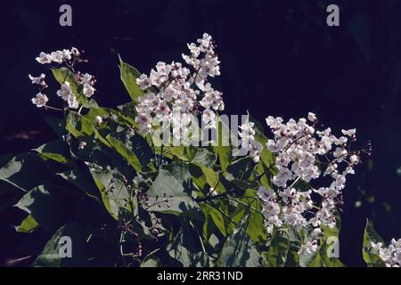 Particolare di una pianta della catalpa settentrionale in fioritura su sfondo scuro, Catalpa speciosa; Bignoniaceae Foto Stock