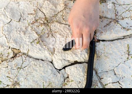 La mano di un uomo tiene un serpente la testa nel deserto da vicino. Foto Stock