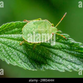 Macro shot che mostra la ninfa di un insetto Green Shield appoggiato su una foglia di ortica Foto Stock