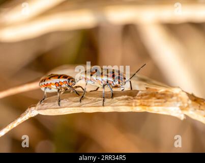 Macro shot con angolo basso che mostra due ninfe di insetti seme su gambo sere Foto Stock
