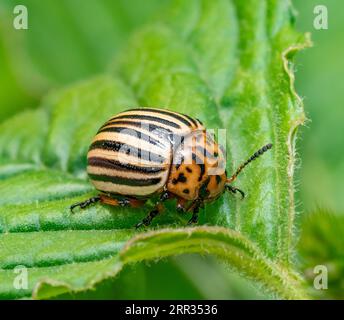 Primo piano di uno scarabeo di patata del Colorado su foglia verde di patata Foto Stock