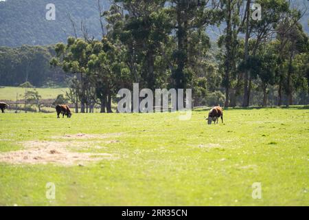 mucche in un campo su erba verde in australia Foto Stock