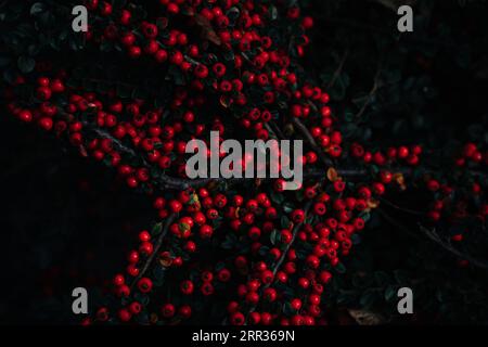 I rami di Cotoneaster sono densamente cosparsi di bacche rosse. Pianta ornamentale con frutti rossi brillanti e piccole foglie verdi dense. Sfondo naturale. Foto Stock